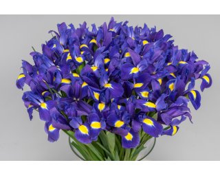 Ирисы синие  small - 3